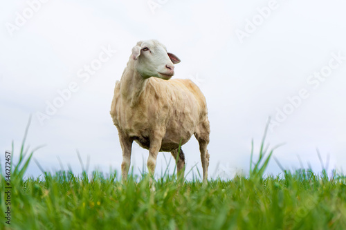 trimmed sheep stands on a field against a blue sky