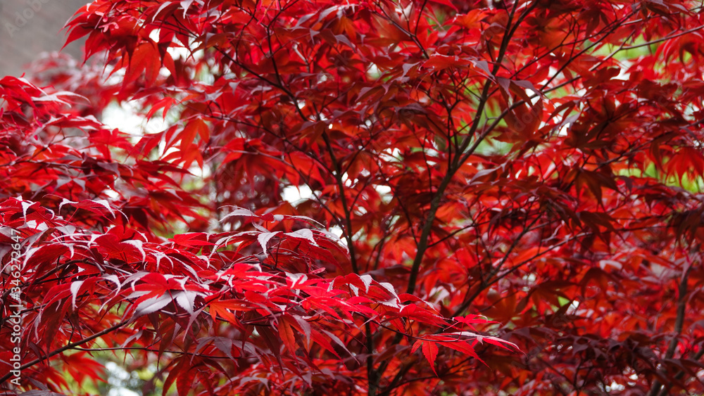 Fresh red leaves at the tree. Autumn background. Close up. Amsterdam park Fresh red leaves at the tree. Autumn background. Close up. Amsterdam park