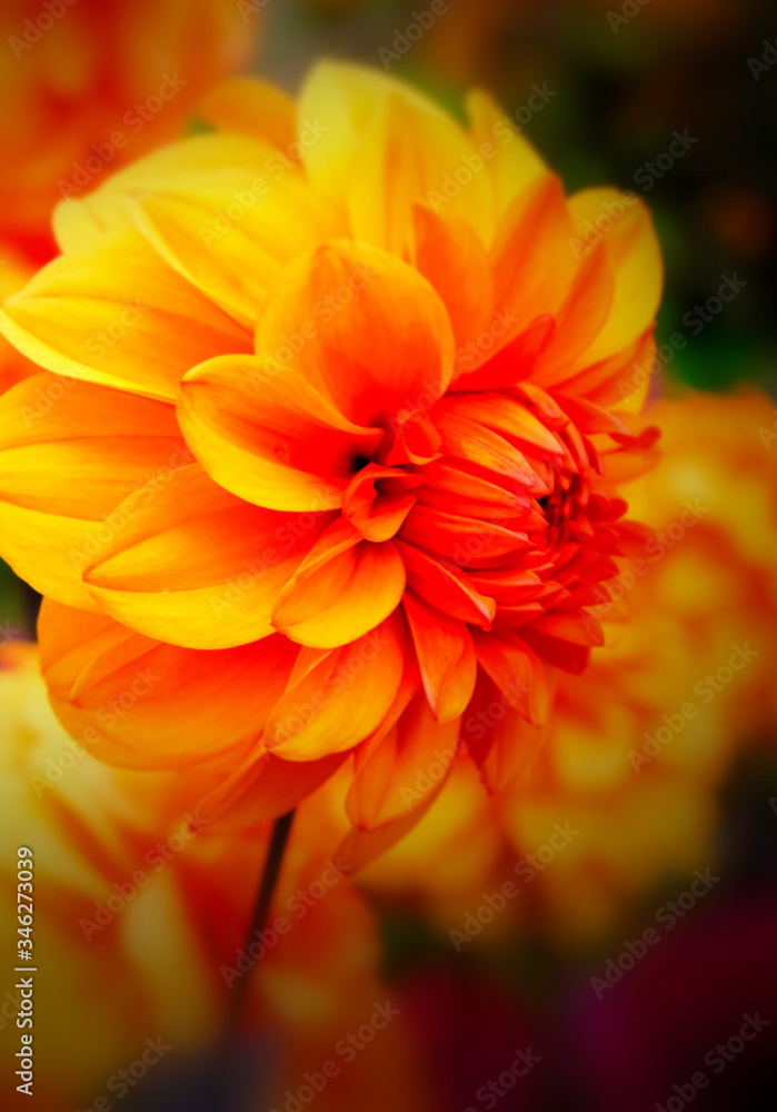 orange dahlia flower orange dahlia flower