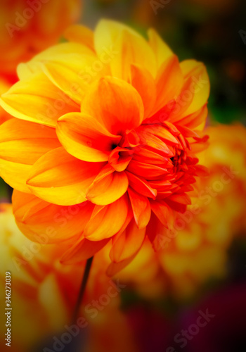 orange dahlia flower © Ella