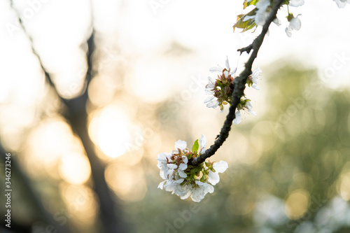 Beautiful tender tree blossom in morning purple sun light  floral background  spring blooming flowers.