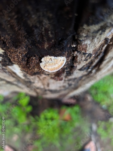 Imagem de tronco de árvore desfocada com fungos.