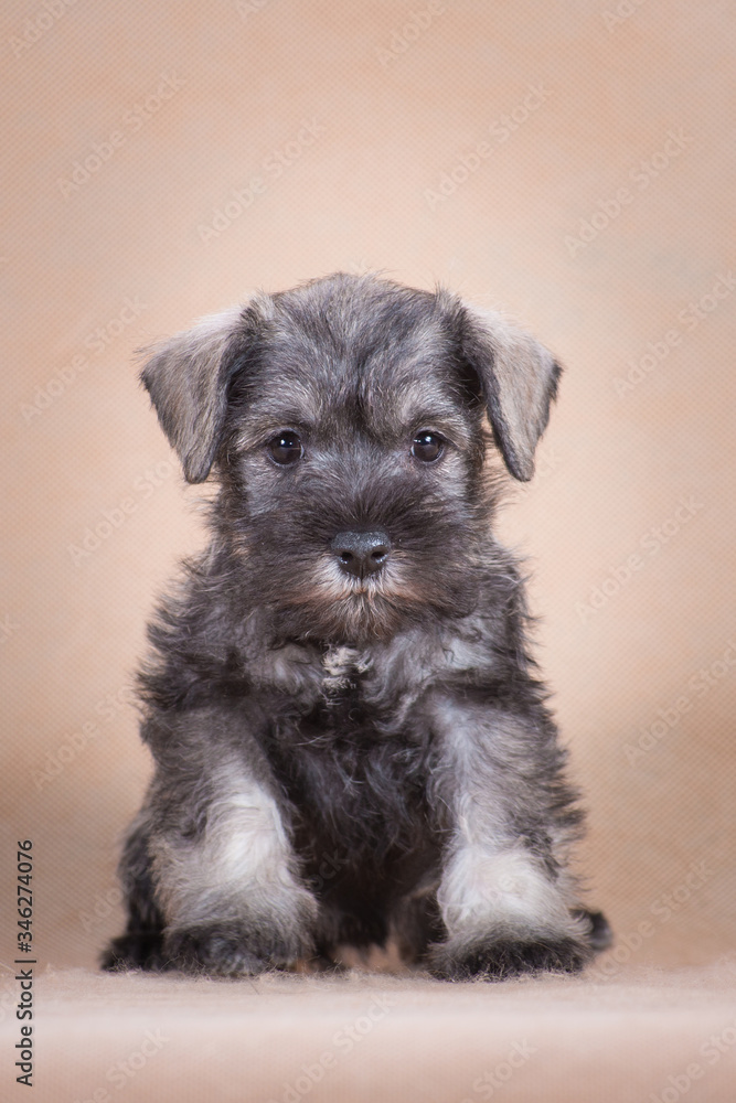 Miniature schnauzer puppy sits on a beige background