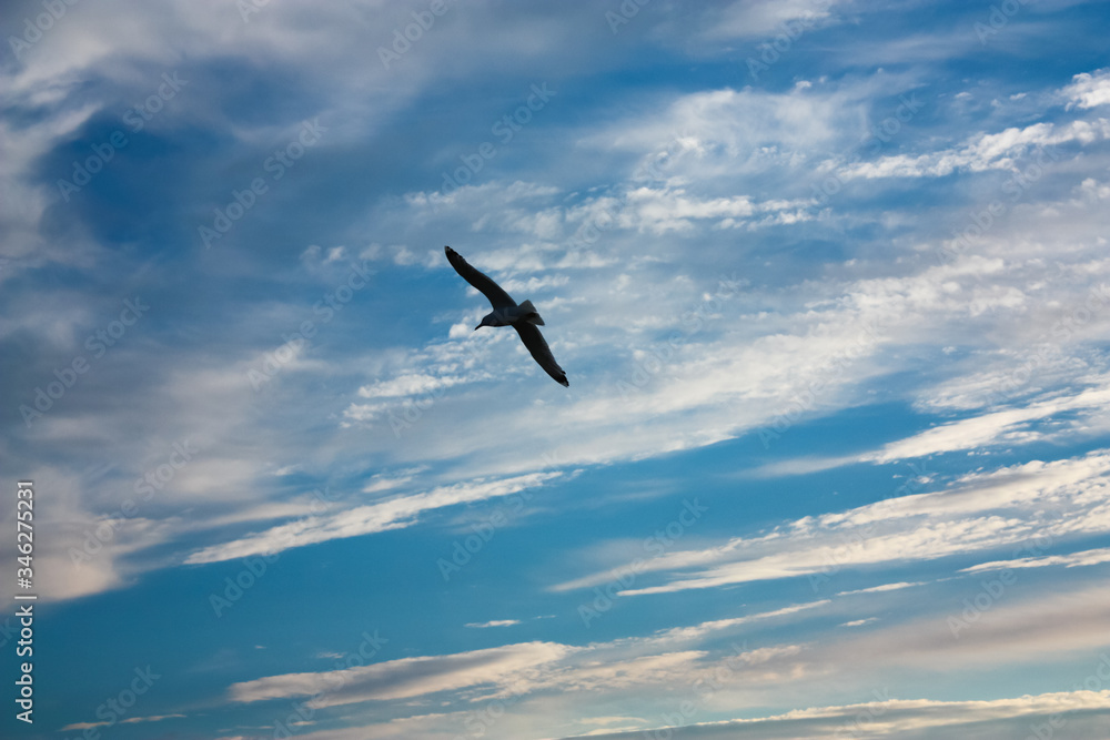 Silhouette of a seagull flying over a cloudy sunset. 