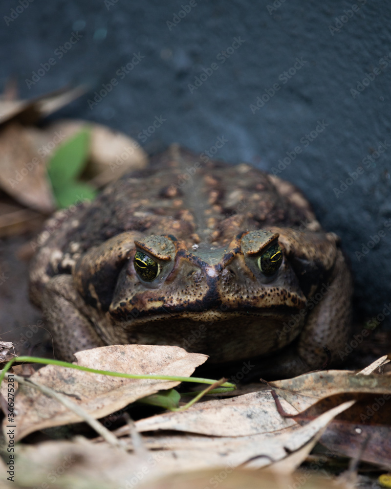 Fototapeta premium frog in the pond
