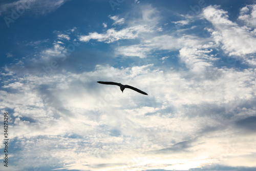 Silhouette of a seagull flying over a cloudy sunset. 