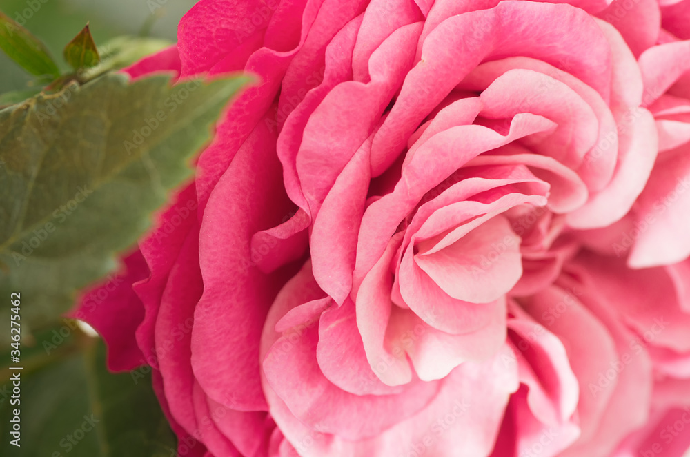 Miniature rose Miniature rose