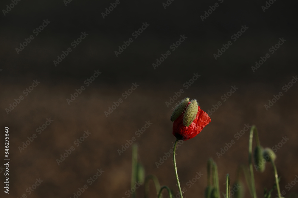 Obraz premium Klatschmohn 