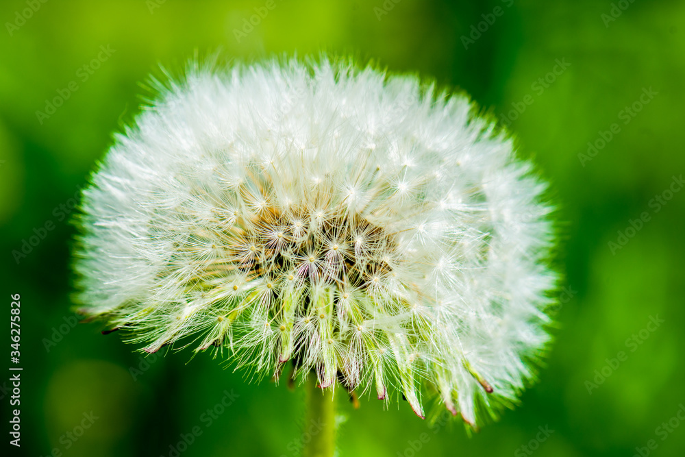 Dandelion seeds waiting for wind to carry them away. Dandelion seeds waiting for wind to carry them away.