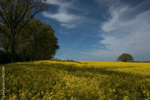 yellow rapeseed field with tree avenue