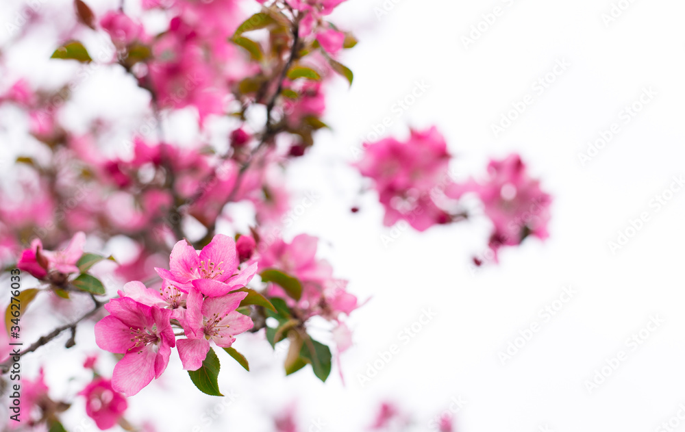 Ornamental apple tree blooming called cooking apple. Spring flowering garden fruit tree. Amazing wallpaper with beautiful closeup of pink Siberian crab apple blossoms