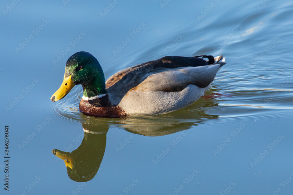 Obraz premium Stockente 9