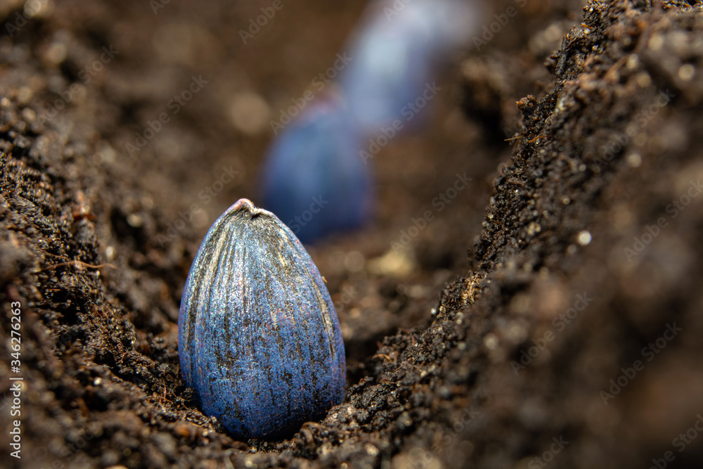 sunflower seeds, blue from pickling, planted in rows in soil foto de Stock Adobe Stock
