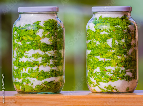 Jar full of spruce tip and sugar. Four weeks on sun and syrup is ready.