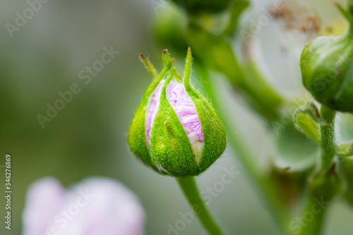 A bud of blackberry before bolossoming.