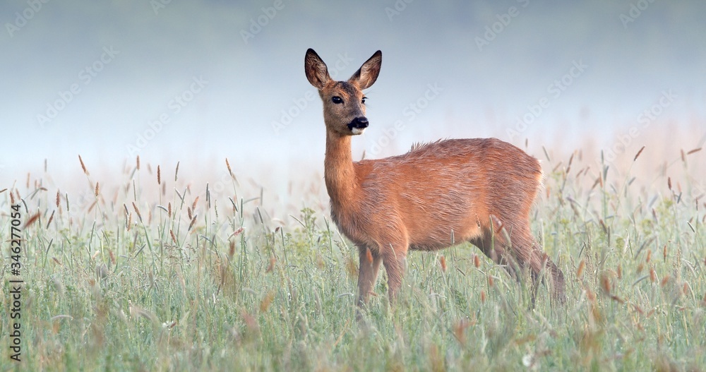 Alert roe deer, capreolus capreolus, doe standing on wet meadow early in the morning with mist in the background. Attentive wild female mammal watching back on hay field with copy space Alert roe deer, capreolus capreolus, doe standing on wet meadow early in the morning with mist in the background. Attentive wild female mammal watching back on hay field with copy space