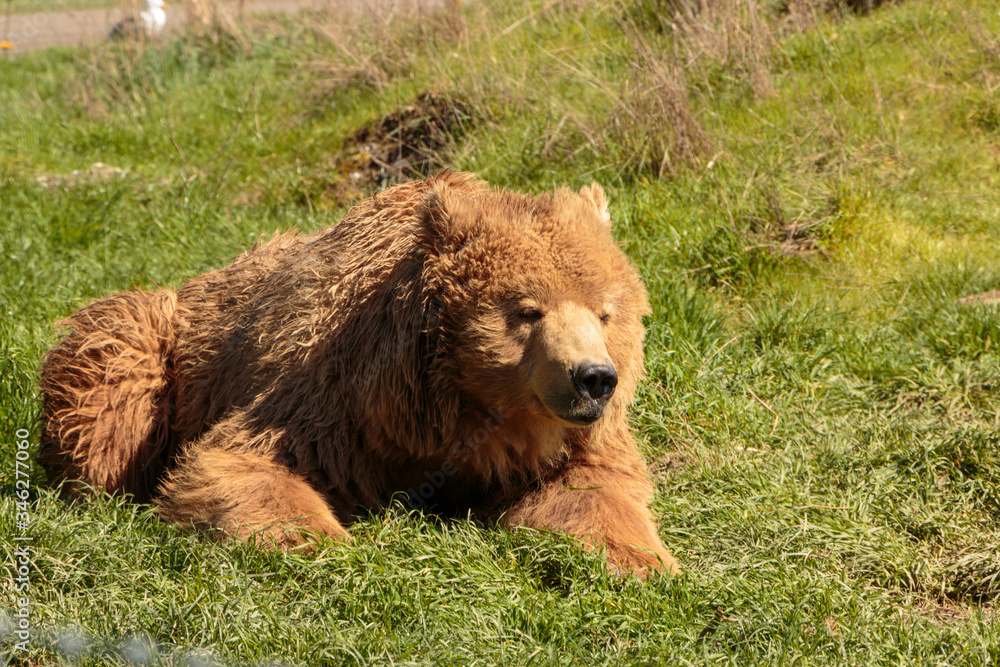 Fototapeta premium Grizzly bear laying in green grass.