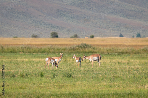 Pronghorn Antelope does and fawns.