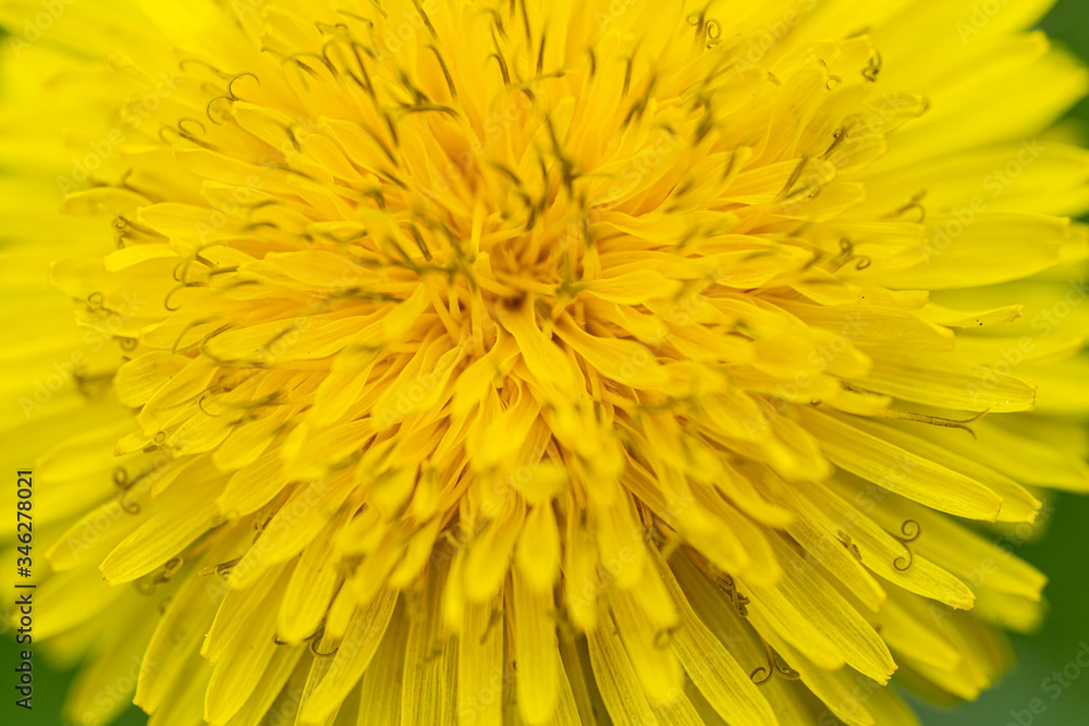 Macro view of beautiful yellow dandelion flower on a green background. Macro view of beautiful yellow dandelion flower on a green background.
