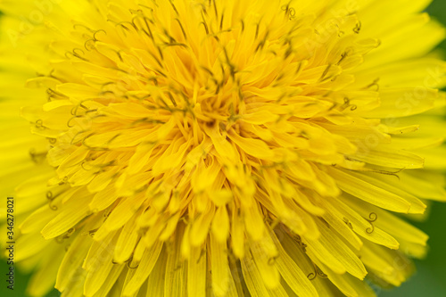 Macro view of beautiful yellow dandelion flower on a green background.