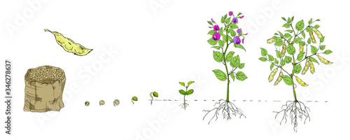 Phases Legume crops growing