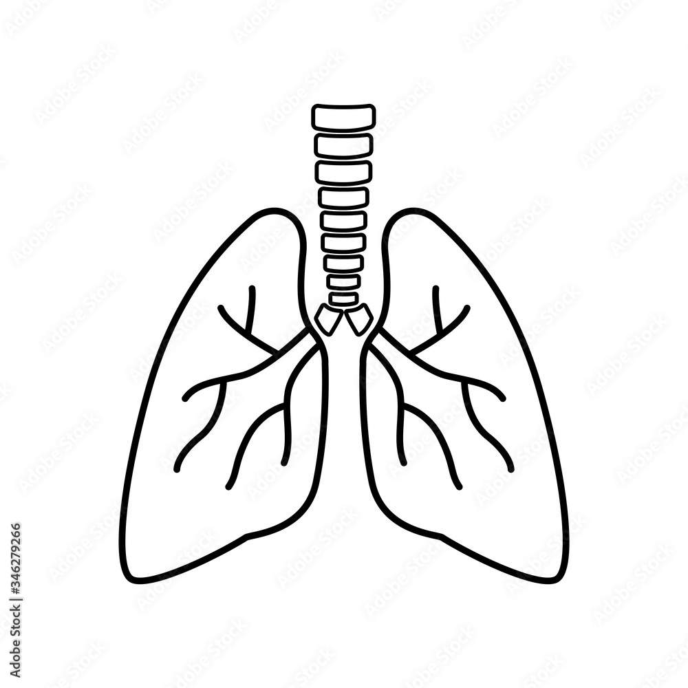 Lungs icon on white background. Human respiratory system. Vector sign internal organ. Lungs icon on white background. Human respiratory system. Vector sign internal organ.
