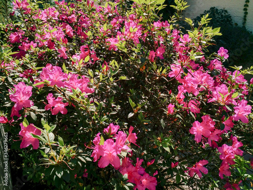 Wallpaper Mural pink azalea flowers in the garden Torontodigital.ca