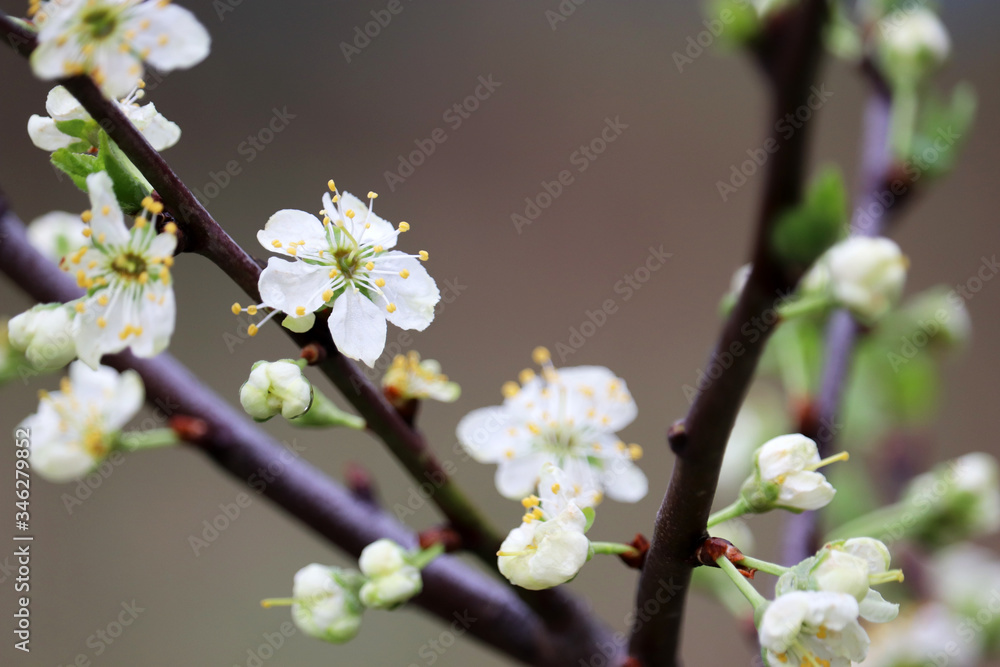 Plum blossom in spring, selective focus. White flowers with yellow pollen and green leaves on a branch in a garden after rain Plum blossom in spring, selective focus. White flowers with yellow pollen and green leaves on a branch in a garden after rain