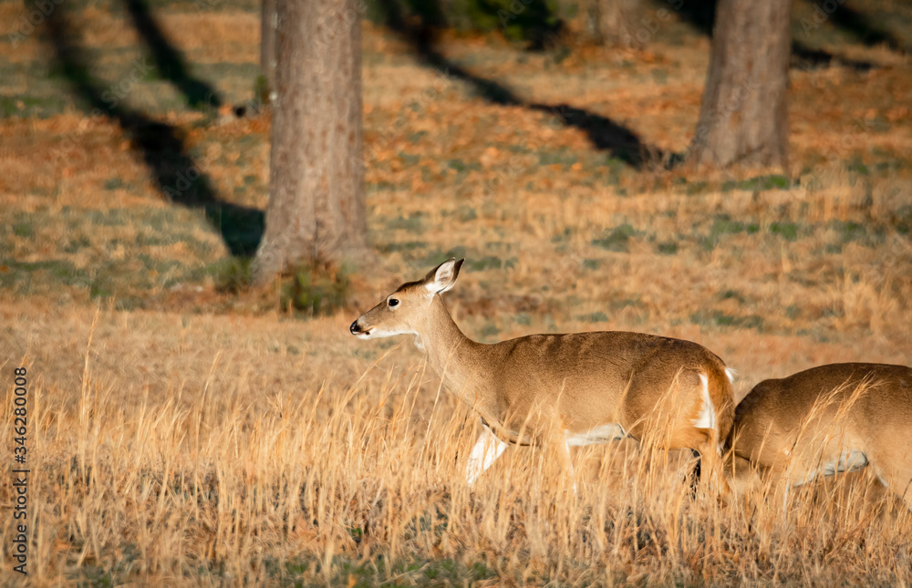 White Tailed Doe grazing in grassy field in wildlife sanctuary in Rome Georgia.
White Tailed Doe grazing in grassy field in wildlife sanctuary in Rome Georgia.