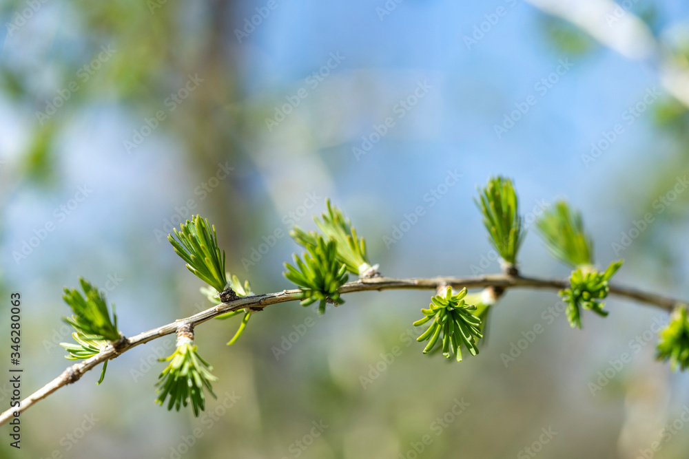 Green larch branch at spring. Close up of larch tree branch with green needles. Green larch branch at spring. Close up of larch tree branch with green needles.