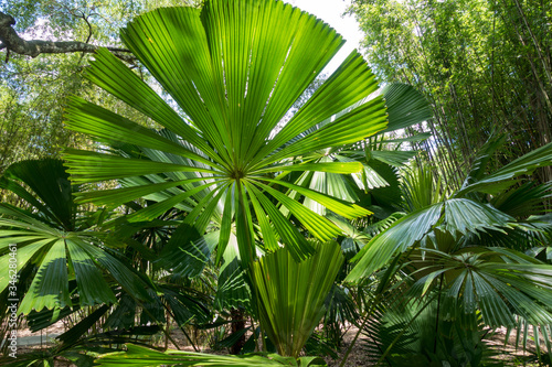 fan palm tree in the garden