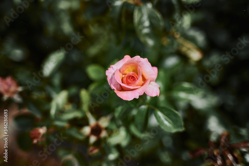 lonely pink rose with special and beautiful bokeh