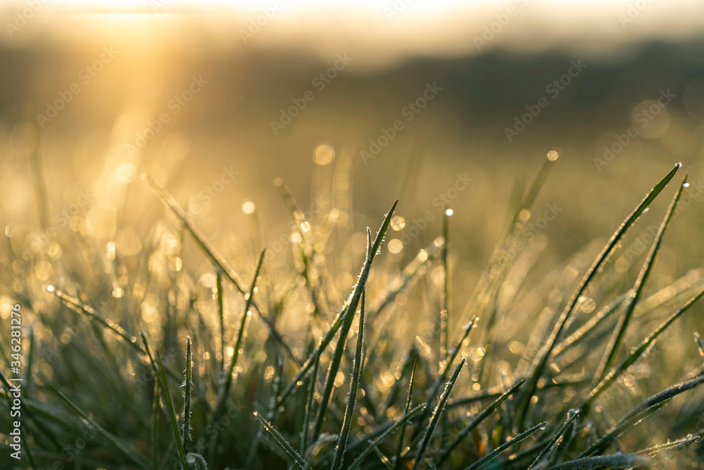 Close view of frozen grass in sunny morning.