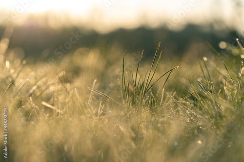 Close view of frozen grass in sunny morning.