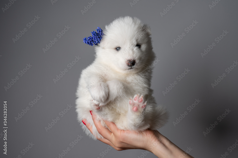 A studio portrait shot of a 1-months old white samoyed puppy with blue flower A studio portrait shot of a 1-months old white samoyed puppy with blue flower