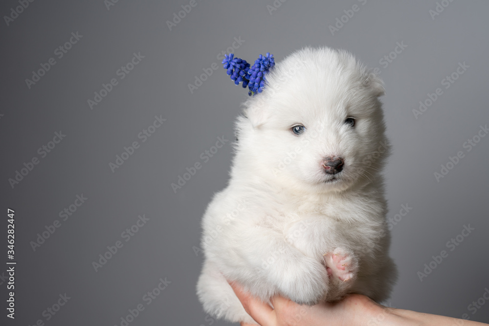 Samoyed puppy with blue flower looking at the camera, isolated on grey background Samoyed puppy with blue flower looking at the camera, isolated on grey background