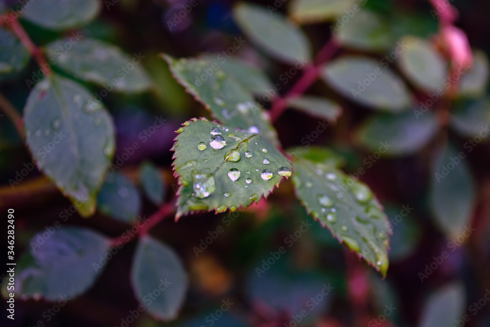 rose leaves after rain with drops of moisture rose leaves after rain with drops of moisture