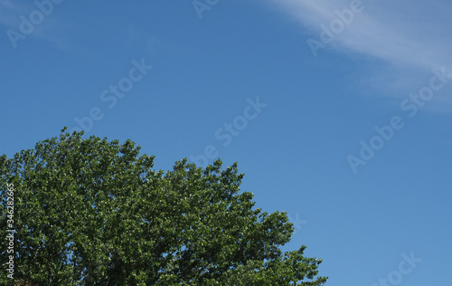 blue sky with clouds and tree top