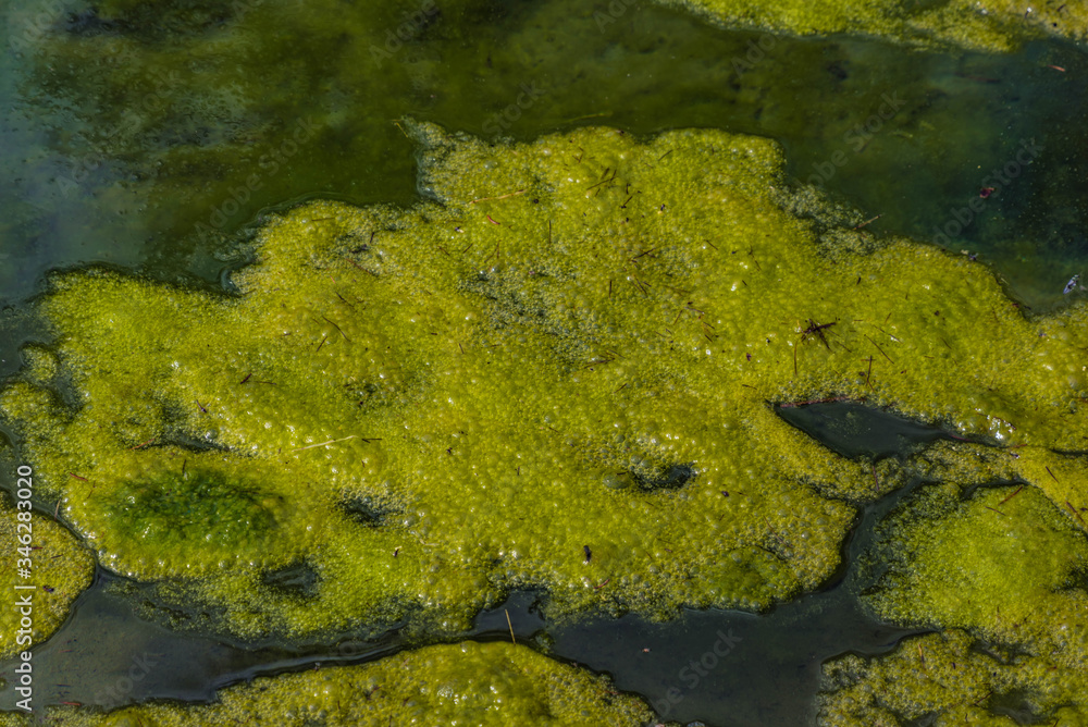 Alge im Teich, Nahaufnahme