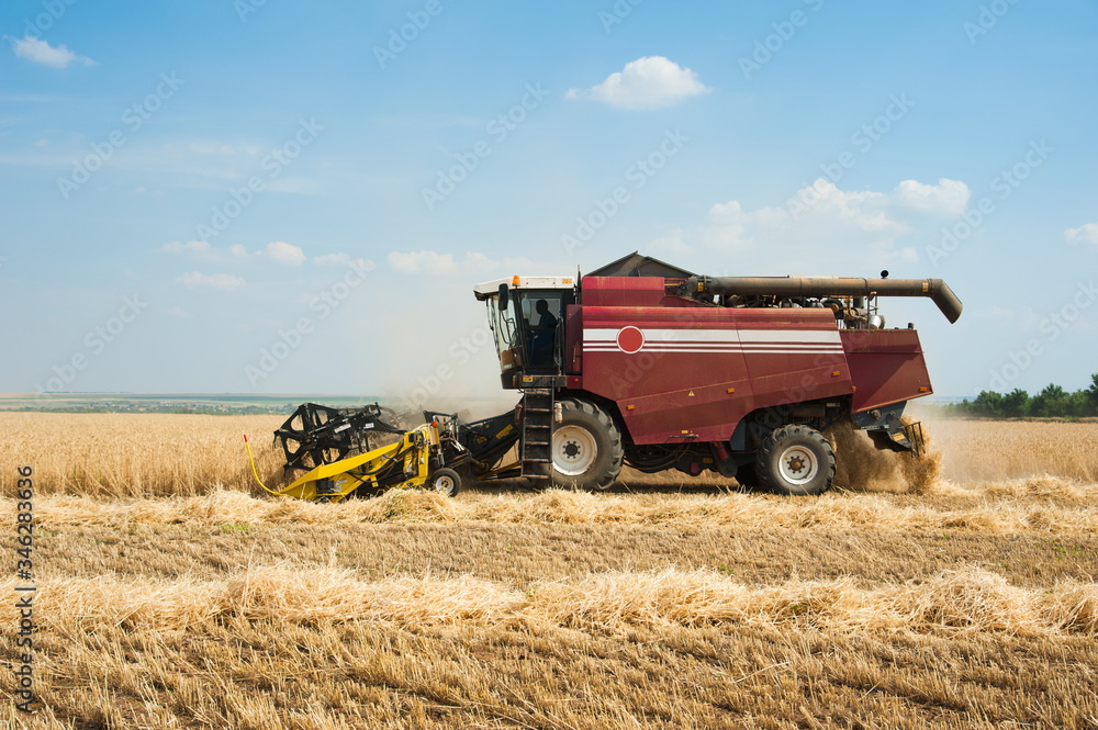 Naklejka premium Combine harvesters in a field of wheat