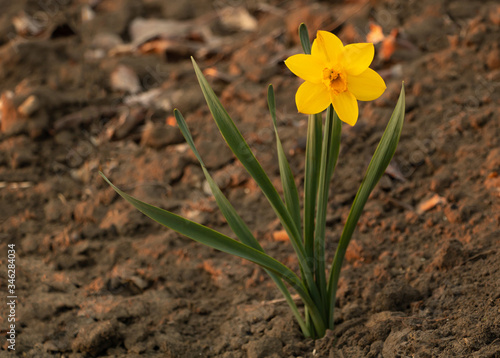 Yellow daffodils in bloom very beautiful. How to grow daffodils concept