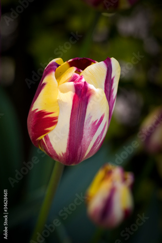 Tulip Helmar in flower, in springtime, United Kingdom photo