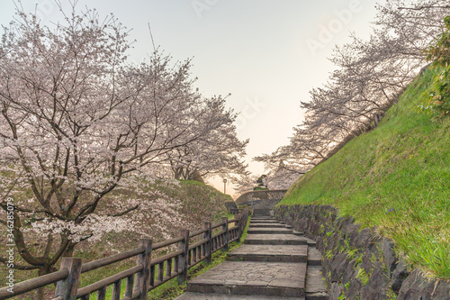 spring in the park