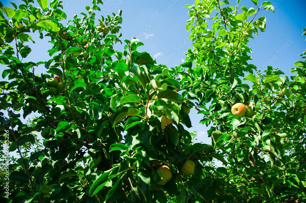 Apples grows on a branch among the green foliage Apples grows on a branch among the green foliage