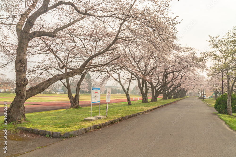 spring in the park