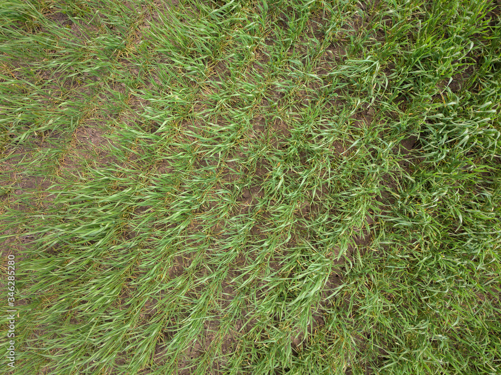 Drone Photo of the Freshly Mowed Field on Colorful Early Spring Day in Countryside Village - Top Down View, Texture Drone Photo of the Freshly Mowed Field on Colorful Early Spring Day in Countryside Village - Top Down View, Texture