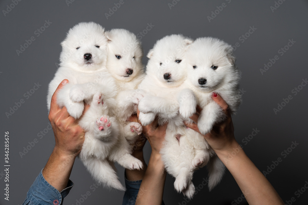 Group of 4 cute samoyed puppys isolated on grey background Group of 4 cute samoyed puppys isolated on grey background