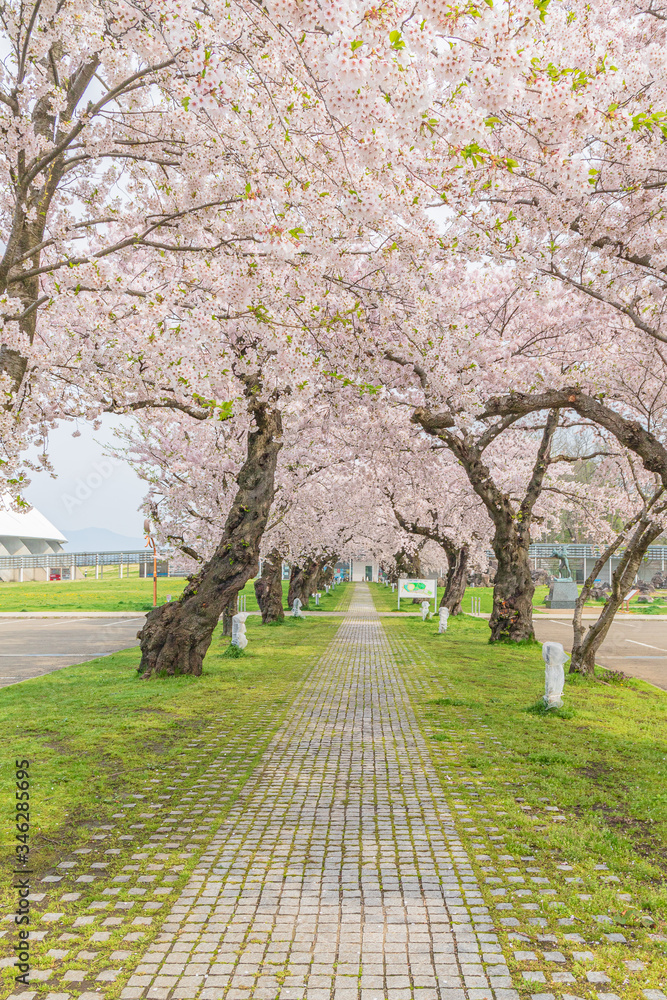 spring in the park spring in the park