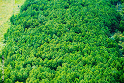 Aerial view of forest during © SGr