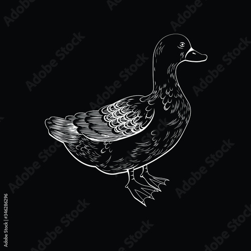 Vector illustration of a duck in black and white chalk style